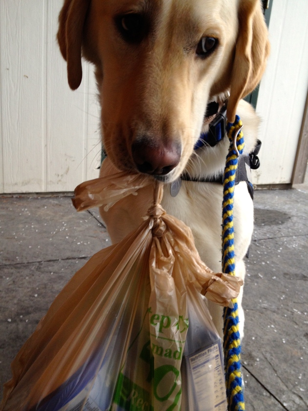 Does your dog carry the groceries? Mine does.