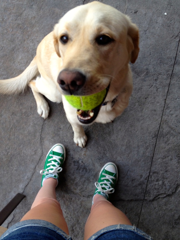 No treats necessary - a little extra attention and a new ball will be more than enough!